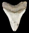Bargain, Megalodon Tooth - North Carolina #53246-2